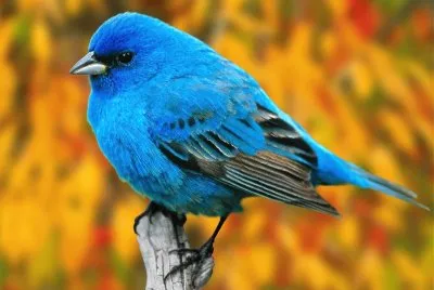 natural jigsaw puzzle