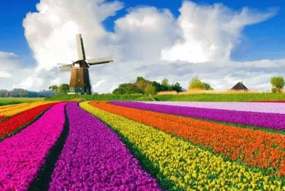 Keukenhof Garden in the Netherlands