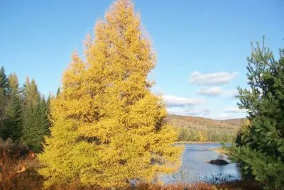 NATUREZA jigsaw puzzle