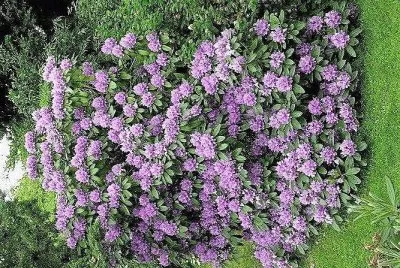 flores