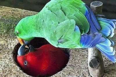 natural jigsaw puzzle