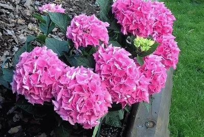 flores