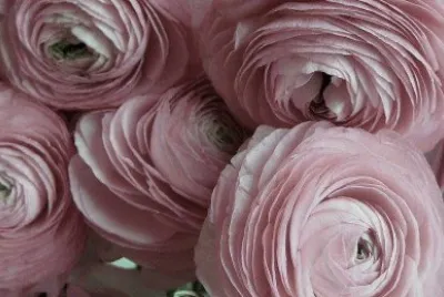 flores