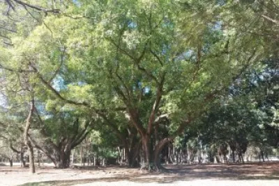Bosque Parque Ibirapuera