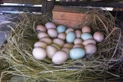 huevos