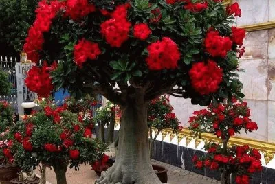 Rosa del desierto