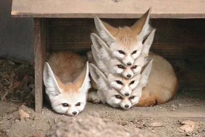 gatos