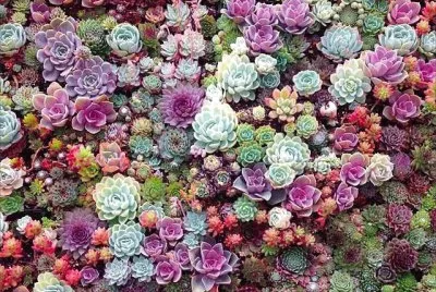 piedras