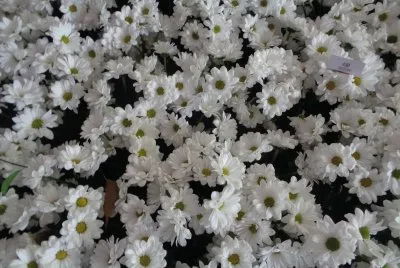 FLORES