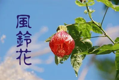 פאזל של é¢¨éˆ´èŠ±å±¬