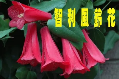 é¢¨éˆ´èŠ±å±¬