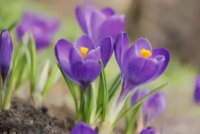 crocus