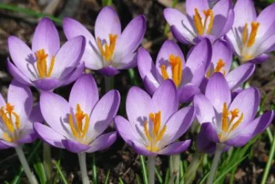 crocus