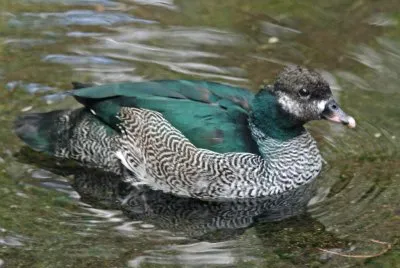 פאזל של Oca pigmea verde