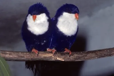 Lorichetto blu