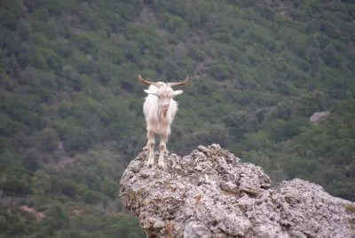 capra