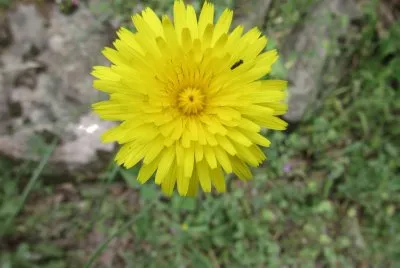 ci vuole un fiore