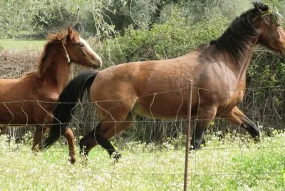 cavalli