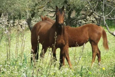 2 cavalli