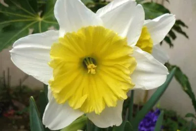 narcisse