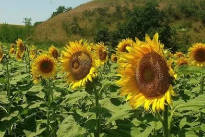 girasoli