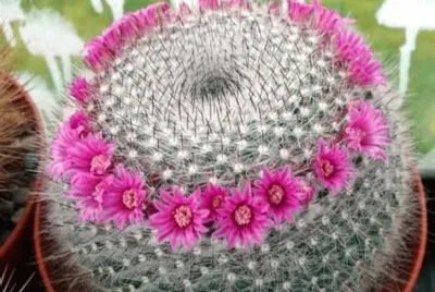 cactus
