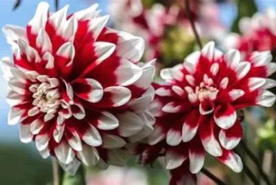 dahlias