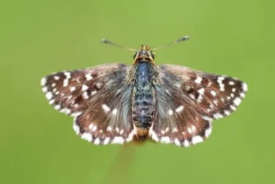 Spialia