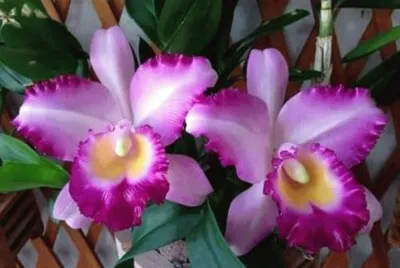 ORQUIDEAS