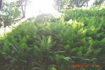 PARCO BELLONE