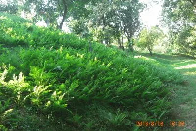 PARCO BELLONE