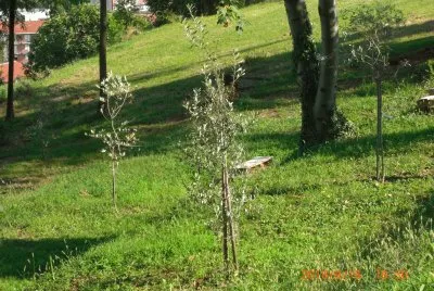 PARCO BELLONE