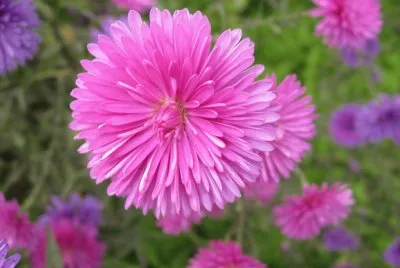 aster