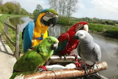 imagem jigsaw puzzle