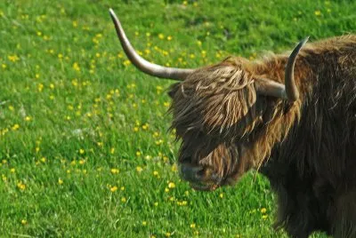 schottland