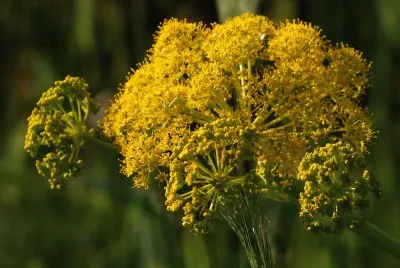 wilder Fenchel