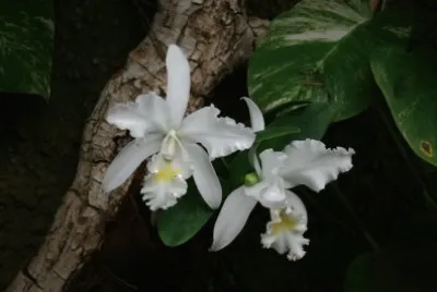 orchids
