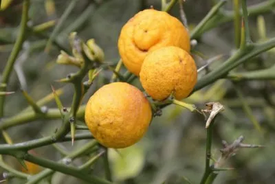 citrus