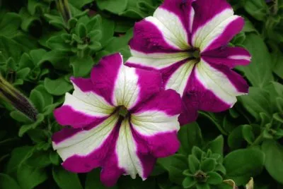 pÃ©tunia