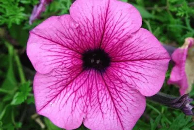 pÃ©tunia