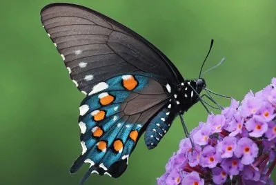 papillon