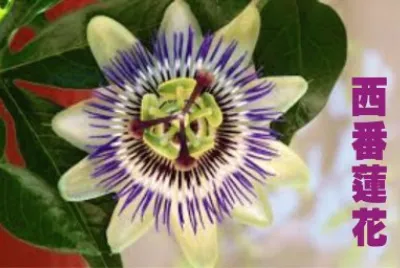 è¥¿ç•ªè“®èŠ±