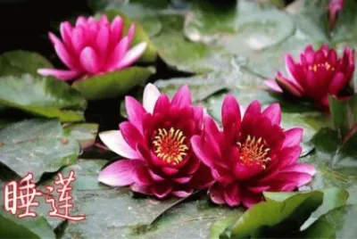 ç¡è“®