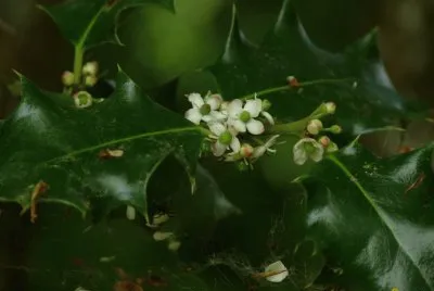 fleurs de houx