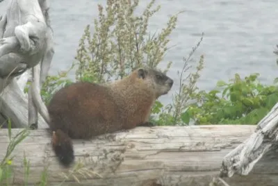 The gopher at our riverside spot
