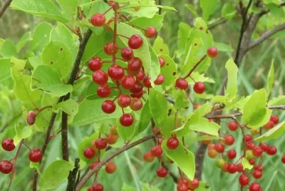 Gooseberries ready for picking