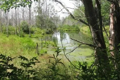 Beautiful swamp along the woods trails