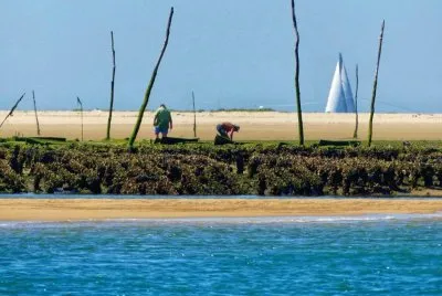ostreiculteurs sur le banc d  'arguin jigsaw puzzle