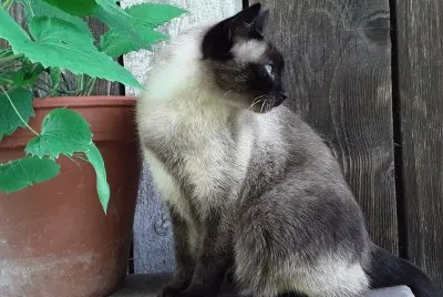 Mia