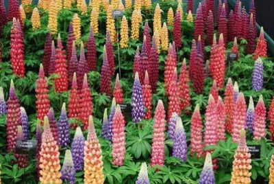 lupins
